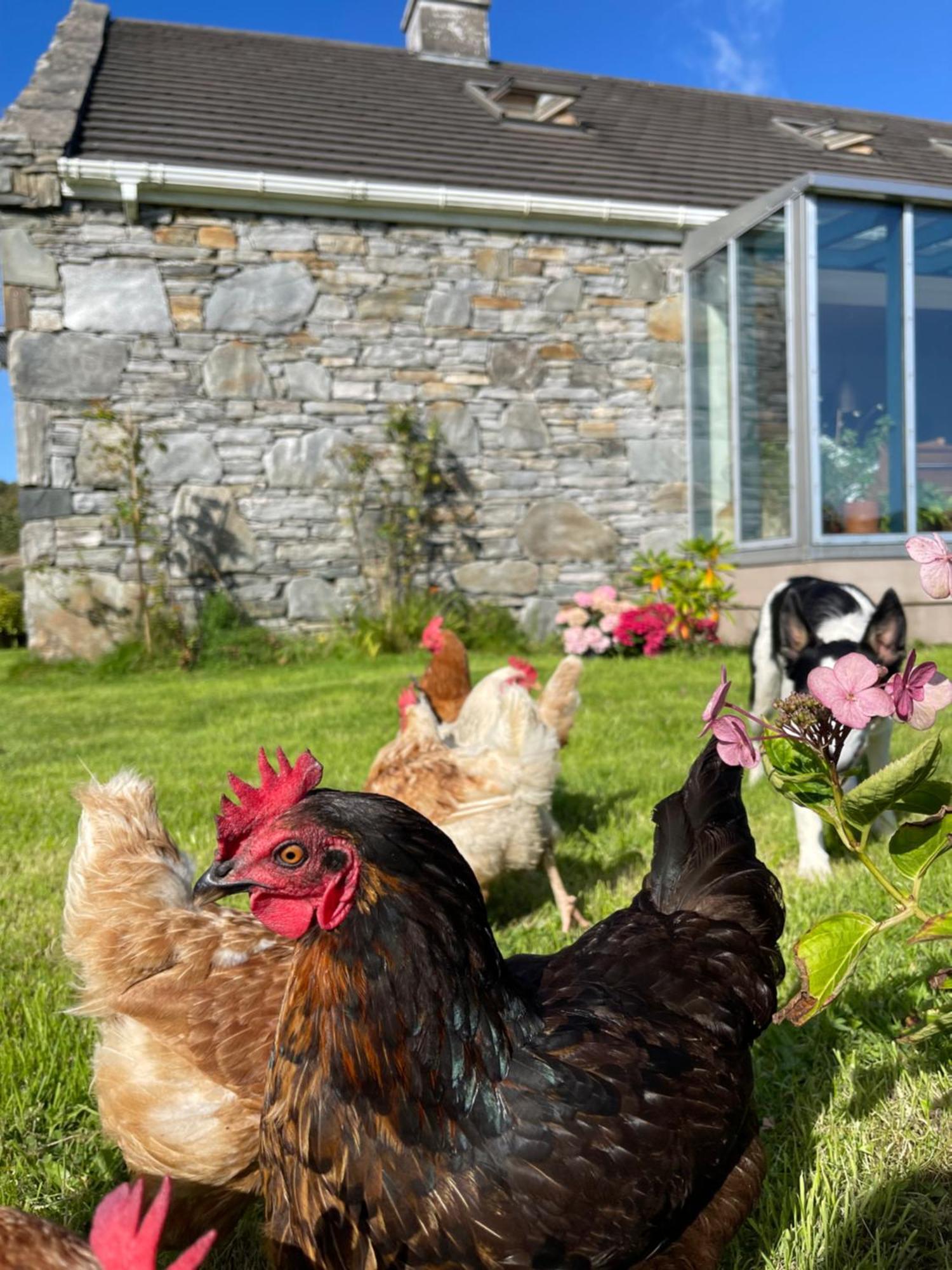 Shanakeever Farm - 2 Bedroom Apartment Clifden Exterior foto